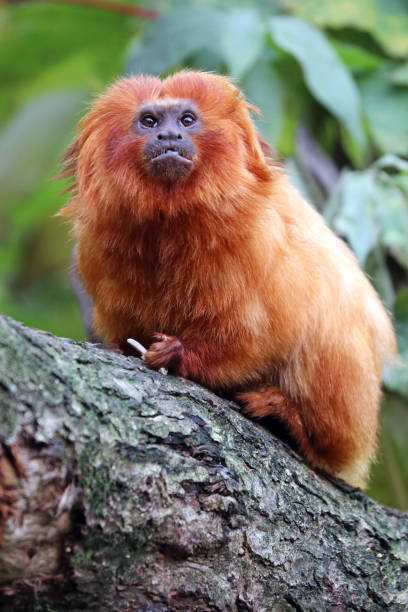 istock Golden lion tamarin 673205956