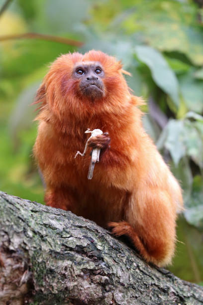istock Golden lion tamarin 673205986