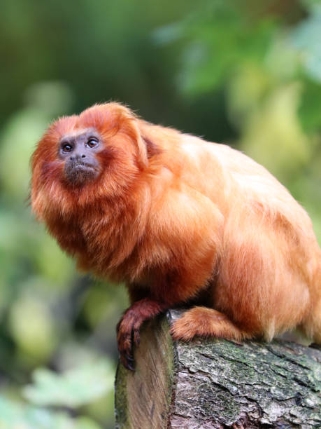istock Golden lion tamarin 673206034