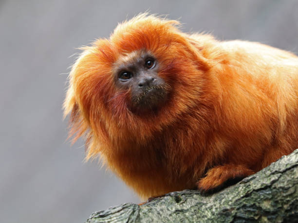 istock Golden lion tamarin 673206074