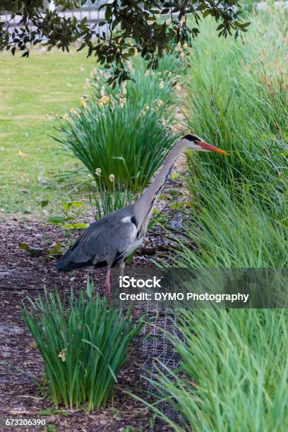Grey Heron Stock Photo - Download Image Now - Animal Wildlife, Animals In The Wild, Bird