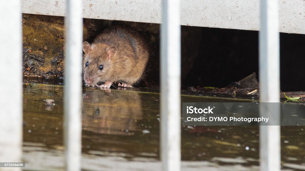 rat - Photo de Rat libre de droits