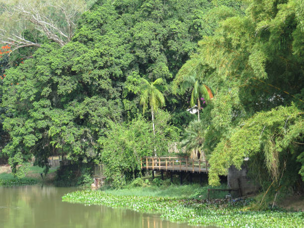 istock Pier on the river bank in forest 673206732