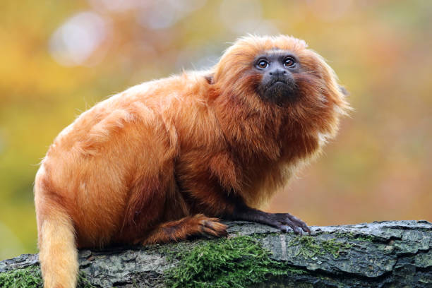 istock Golden lion tamarin 673209164