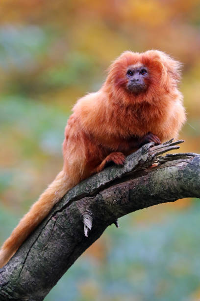 istock Golden lion tamarin 673209238