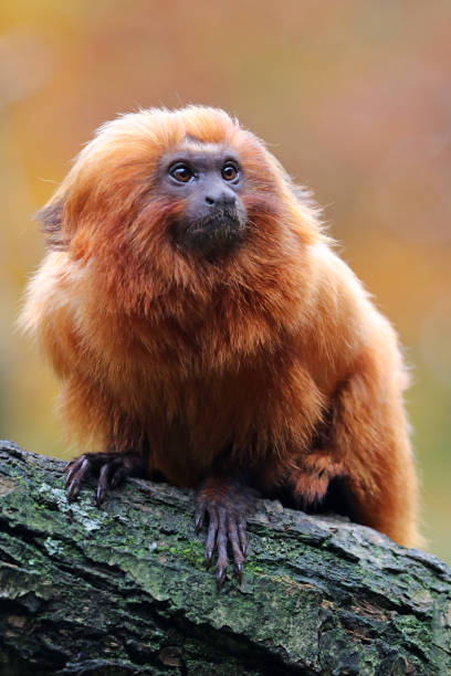 istock Golden lion tamarin 673209258
