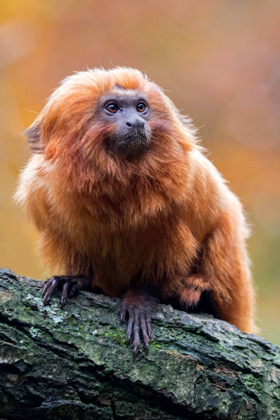 istock Golden lion tamarin 673209310