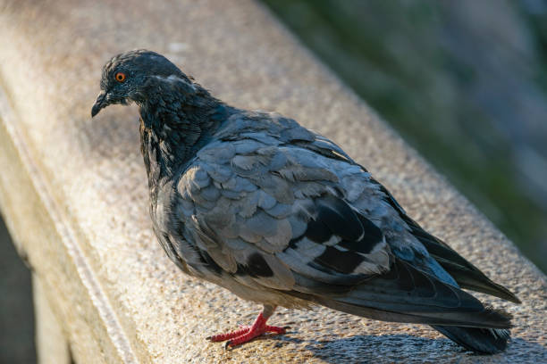 istock Close-Up Of Old Pigeon On Ledge Looking At Camera 673209328