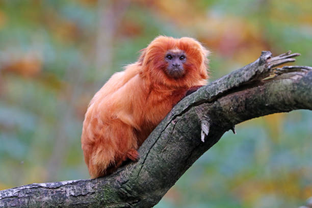 istock Golden lion tamarin 673209366