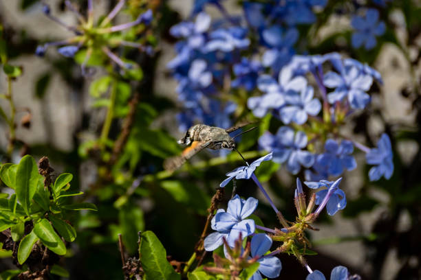 close-up de beija-flor hawk moth ou macroglossum stellatarum recolhendo o pólen de flor azul - awe fly flower pollen - fotografias e filmes do acervo