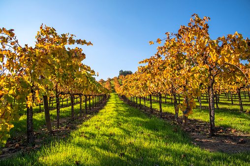 Colorful vineyard in fall, agriculture and farming