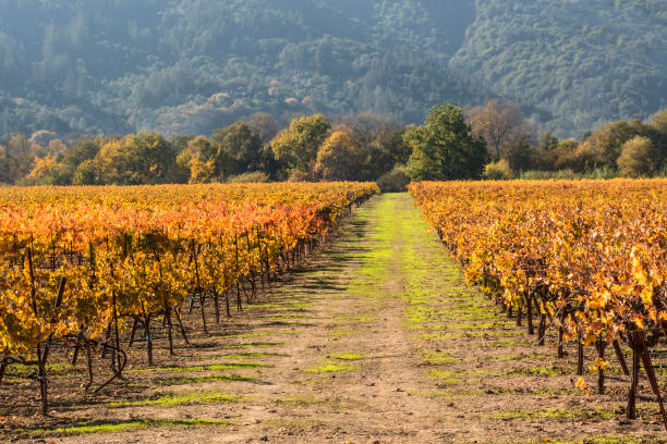 Vineyard rows and road The Wine Country is an area of Northern California in the United States known worldwide as a premium wine-growing region. Viticulture and wine-making have been practiced in the region since the mid-19th century. There are over 400 wineries in the area north of San Francisco, mostly located in the area's valleys, including Napa Valley in Napa County, and the Sonoma Valley, Alexander Valley, Dry Creek Valley, Bennett Valley, and Russian River Valley in Sonoma County. petaluma stock pictures, royalty-free photos & images