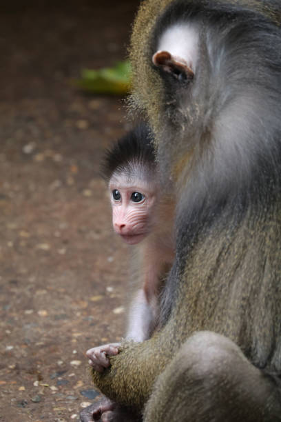 Mandrill Mandrill mandrill stock pictures, royalty-free photos & images