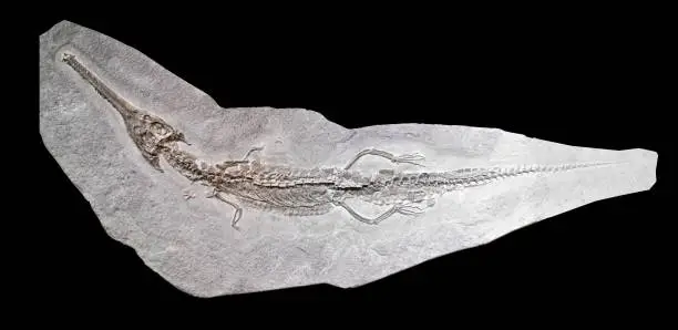 Photo of Mosasaur Sea Lizard Fossil on black background.