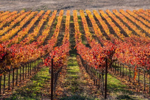 rzędy winnicy koloru - napa valley vineyard autumn california zdjęcia i obrazy z banku zdjęć
