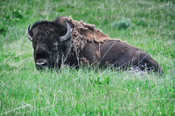 istock Male Bison in Yellowstone National Park 673219594