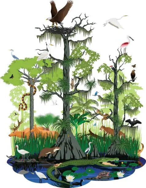 Vector illustration of vector wetland or Florida Everglades landscape with different wetland animals