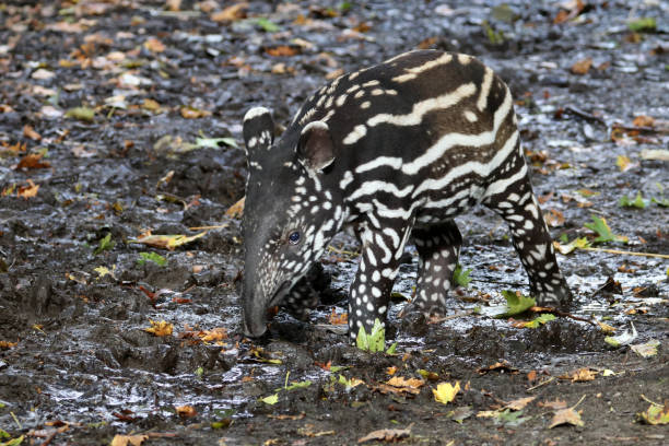 tapir - tapir fotografías e imágenes de stock