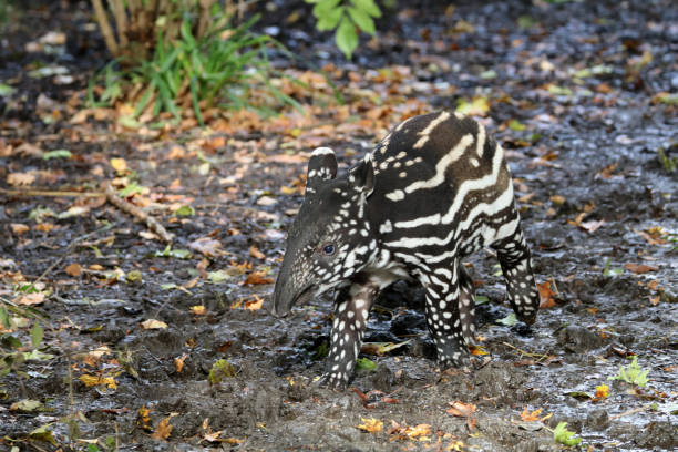 tapiro - tapiro foto e immagini stock