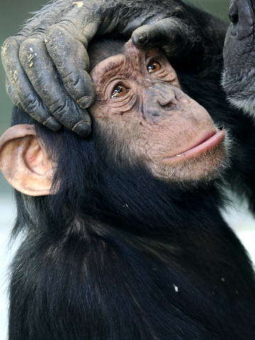 Chimpanzee baby