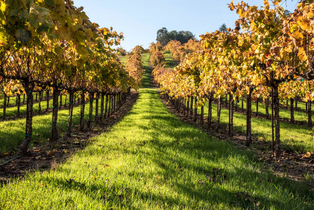 raisins et herbe - vineyard napa valley field in a row photos et images de collection