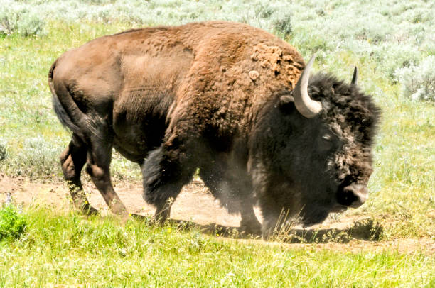 istock Yellowstone Bison Close Up Walking in Grass 673226638