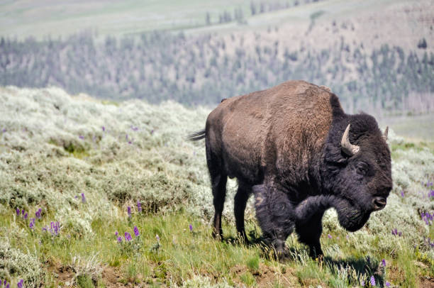 istock American Bison Close Up in meadow 673226928