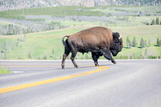 istock American Bison crossing road 673226936