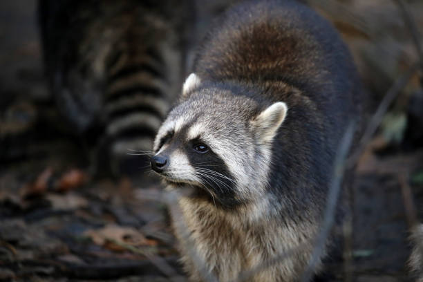 Free Stock Photo of Baby Raccoon Climbing Up Tree | Download Free ...