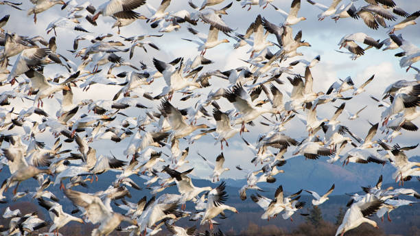 istock Snow Geese in flight and landing 673230100
