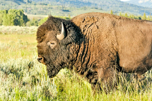 istock American Bison close up in meadow 673230306