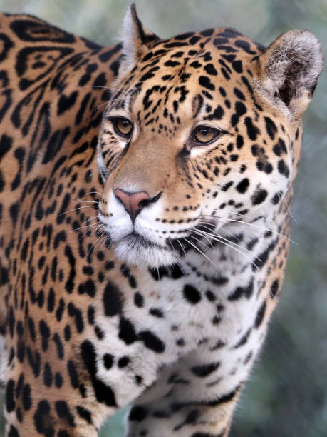Jaguar Stock Photo - Download Image Now - Animal, Animal Wildlife, Animals  In The Wild - iStock