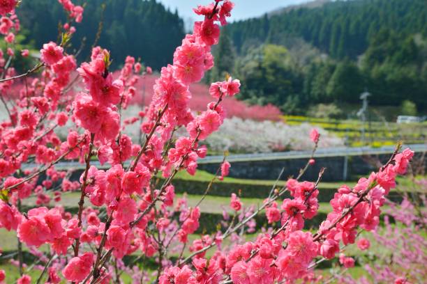 istock The Peach Blossom Festival (Onan, Ochi, Shimane Prefecture, Japan) 673250846