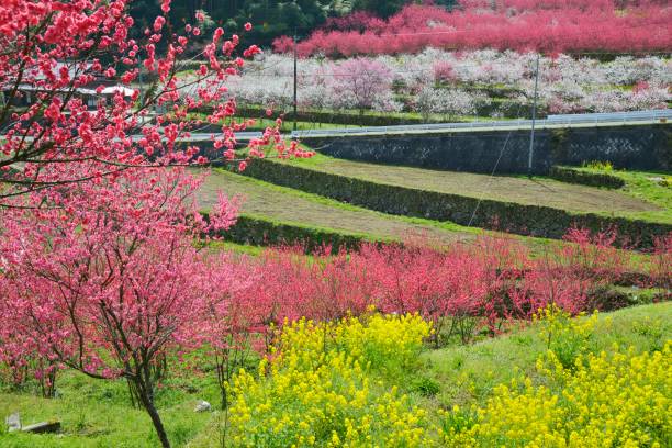 istock The Peach Blossom Festival (Onan, Ochi, Shimane Prefecture, Japan) 673253470