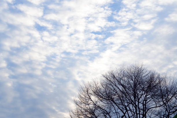 istock Clouds sky blue wide space background nature with tree branch 673253792