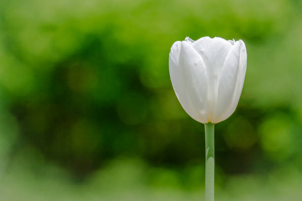 オタワのチューリップフェスティバル - ottawa tulip festival ストックフォトと画像