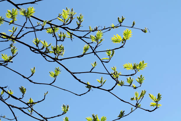 istock Spring rowan branches with young green leaves on a blue sky background 673256670