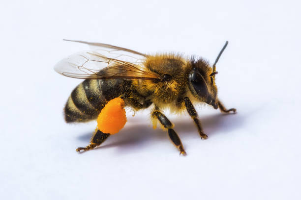 istock Macro image of a bee from a hive with pollen 673259978