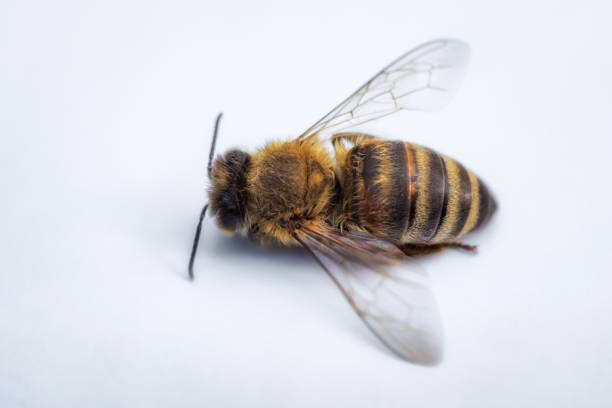 image macro d’une abeille morte sur un fond blanc d’une ruche en déclin, en proie au désordre d’effondrement de colonie et à d’autres maladies - colony collapse disorder photos et images de collection