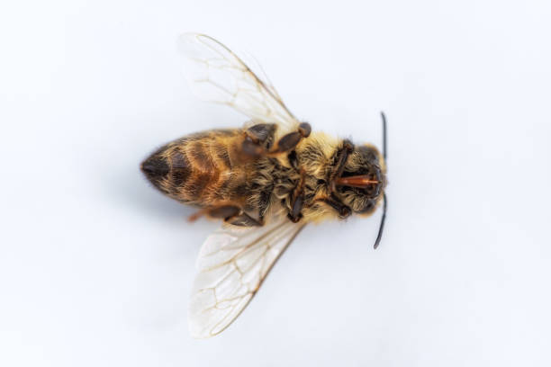 image macro d’une abeille morte sur un fond blanc d’une ruche en déclin, en proie au désordre d’effondrement de colonie et à d’autres maladies - colony collapse disorder photos et images de collection