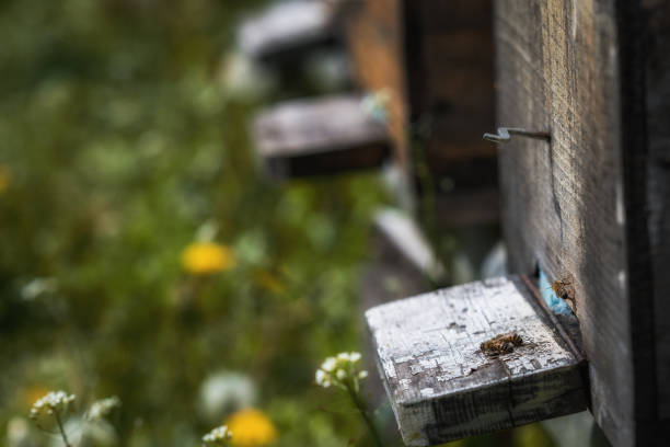 ruches en déclin avec quelques abeilles laissé en vie après que la colonie s’effondrer de trouble et autres maladies - colony collapse disorder photos et images de collection