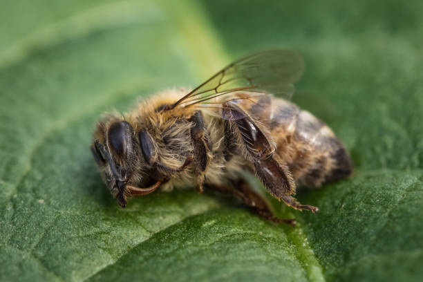 image macro d’une abeille morte sur une feuille d’une ruche en déclin, en proie au désordre d’effondrement de colonie et à d’autres maladies - colony collapse disorder photos et images de collection