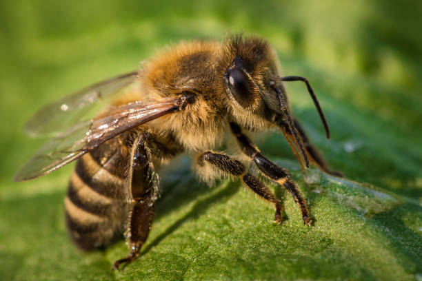 istock Macro image of a bee from a hive on a leaf 673260008