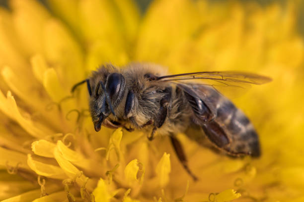 image de macro d’une morte abeille sur une fleur d’une ruche en déclin, tourmenté par le syndrome d’effondrement des colonies et d’autres maladies - colony collapse disorder photos et images de collection