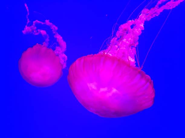 istock Jellyfish on a dark blue background 673265986