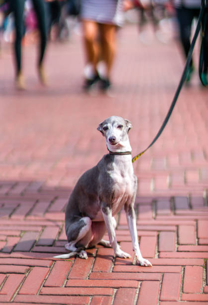 セントラル ・ パークの美しいイタリアン ・ グレーハウンド。 - italian greyhound ストックフォトと画像