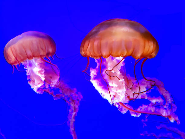 japanisches meer brennnessel quallen auf dunkelblauem hintergrund - jellyfish translucent sea glowing stock-fotos und bilder