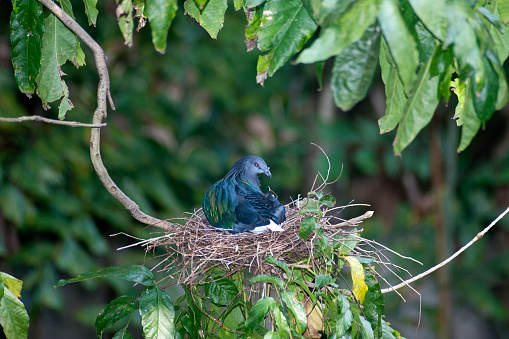 Colorful Nicobar Pigeon strolling Hatching eggs in a nest on a tree.