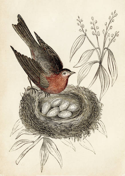 새 조각 1851 - birds nest illustrations stock illustrations