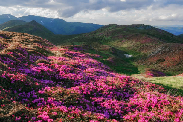 istock beauty rhododendro 673279932